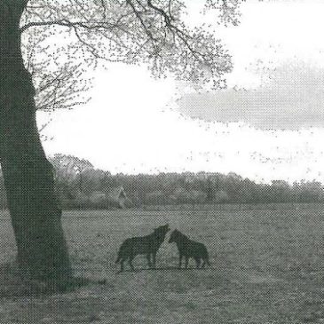 Boorn & Boerschop 2006-02: WOLVEN GESIGNALEERD OP LANDGOED WELEVELD !